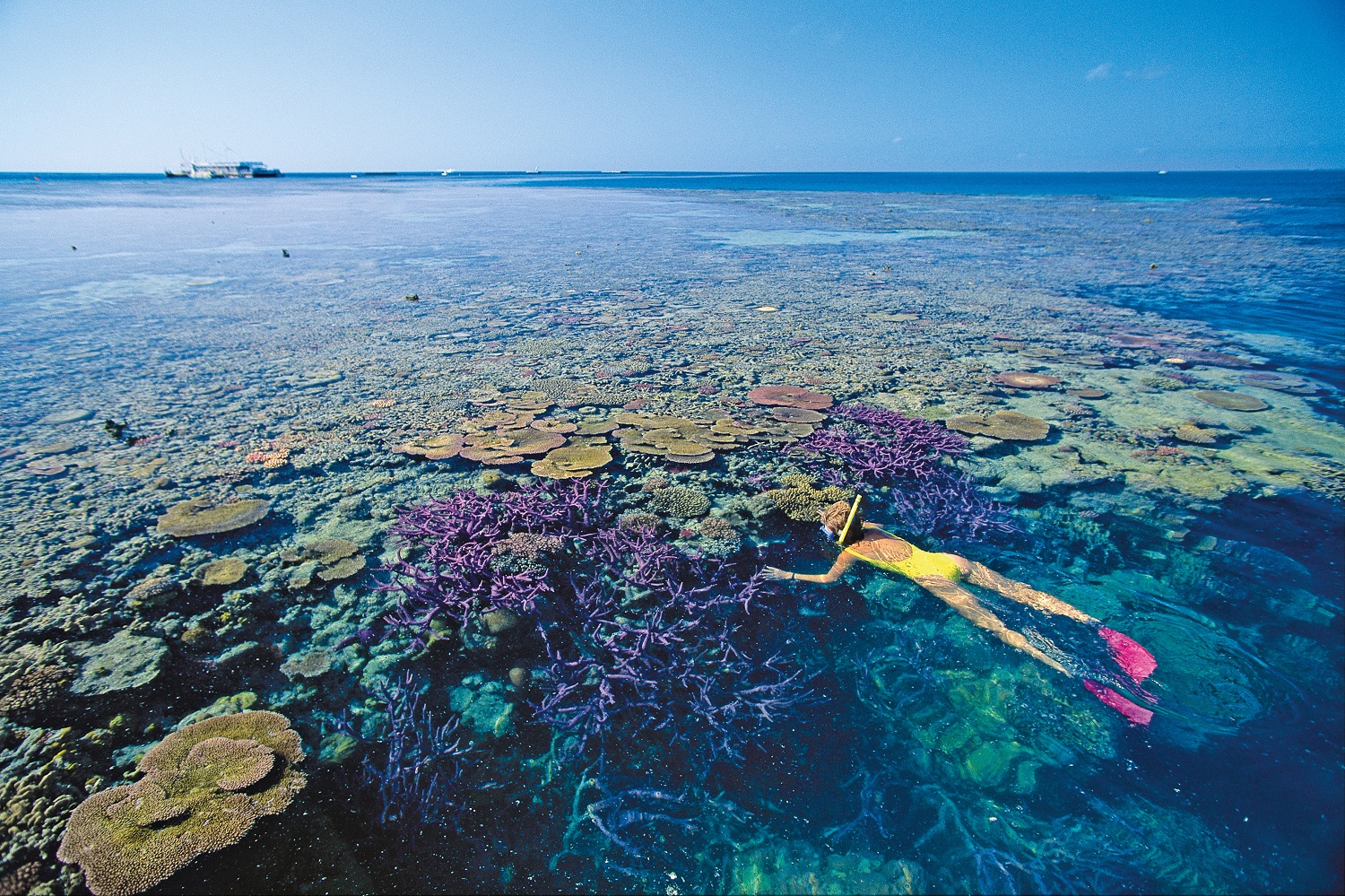 Things to Do In the Great Barrier Reef | Tourism Whitsundays - The ...