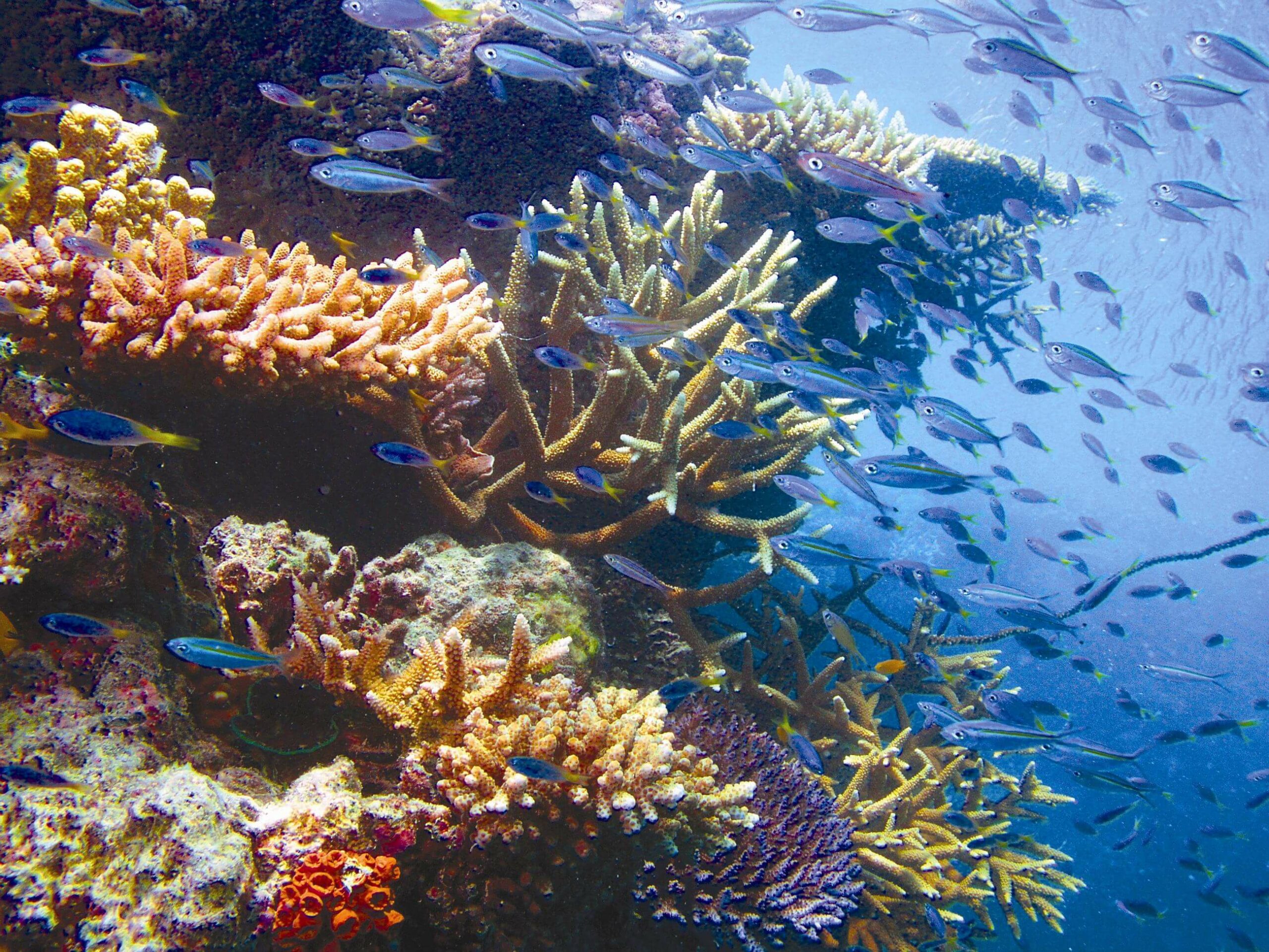 Things to Do In the Great Barrier Reef | Tourism Whitsundays - The ...